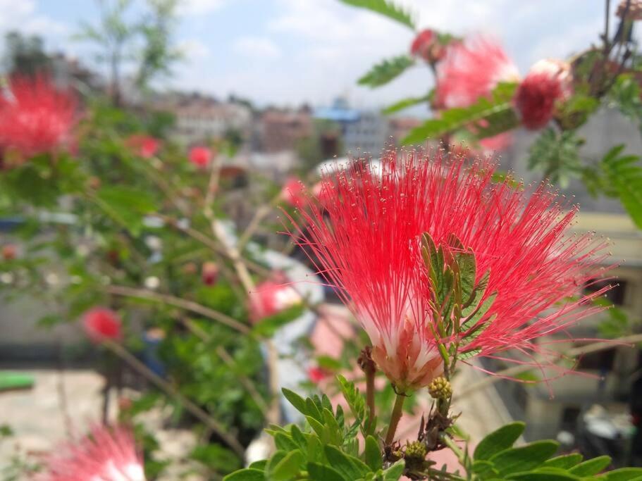 Ananda Tree House Eco Homestay Kathmandu Exterior photo